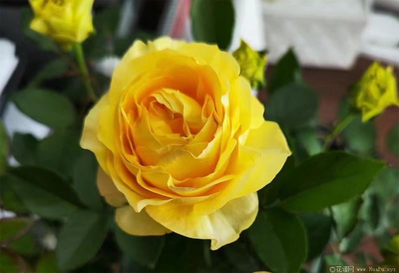 绿芙美人月季的优缺点