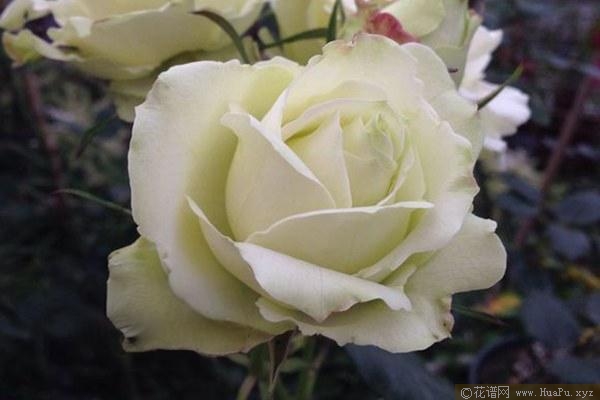 绿苹果月季的优缺点