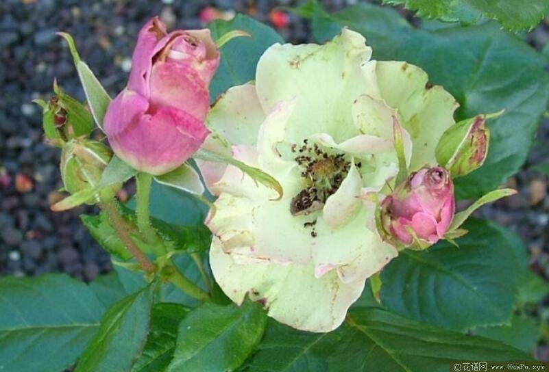绿袖月季的优缺点
