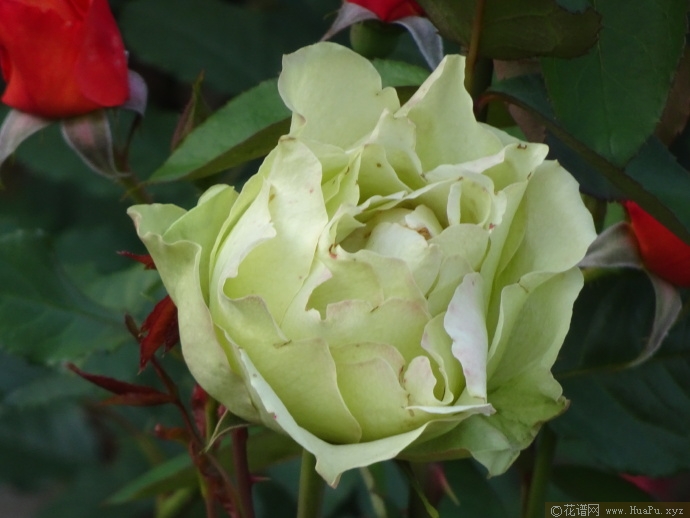 绿野月季的优缺点