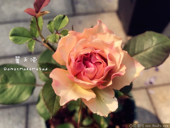 翼天使/第九天使月季的优缺点