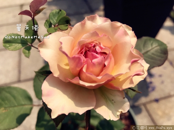 翼天使/第九天使月季的优缺点
