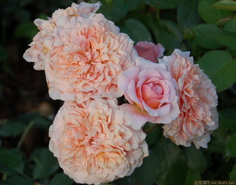 肖蒙花园节月季的优缺点