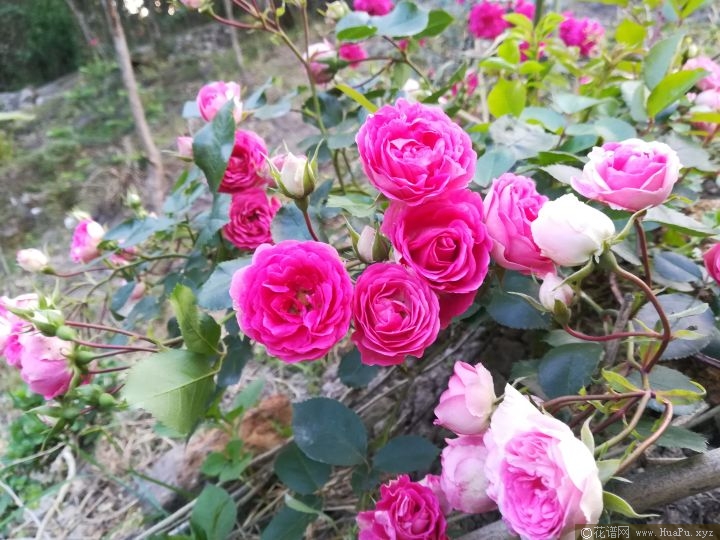 胭脂扣月季的优缺点