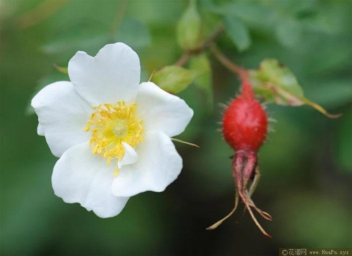 腺果蔷薇月季的优缺点