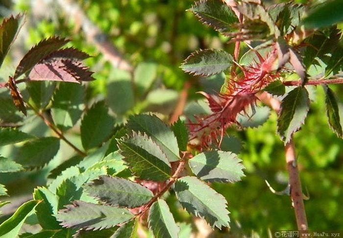 腺果蔷薇月季的优缺点