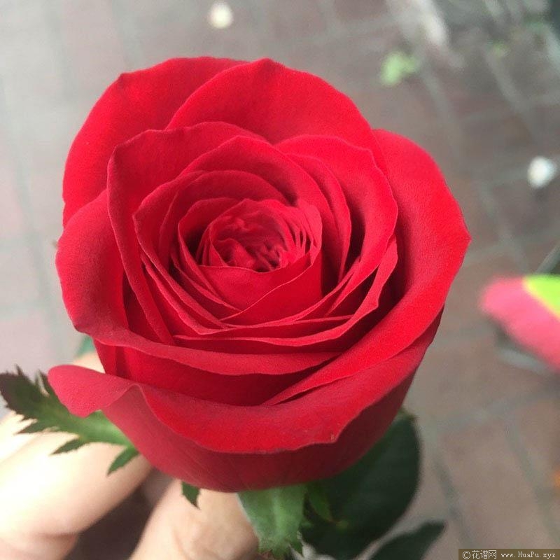 自由女神月季的优缺点