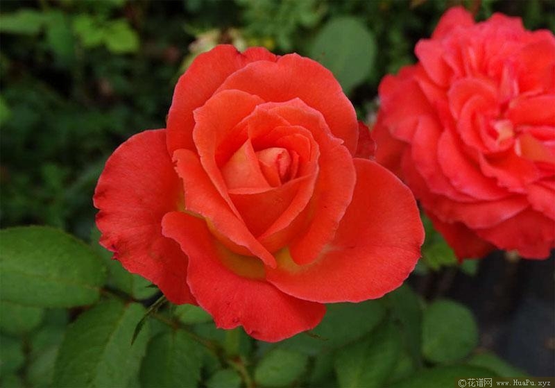 色奇/太液芙蓉月季的优缺点