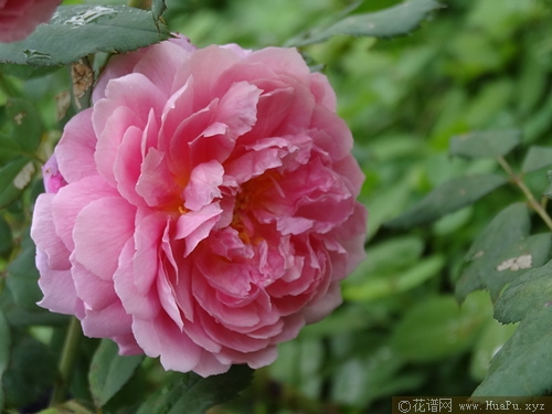 艾伦蒂施马奇月季的优缺点