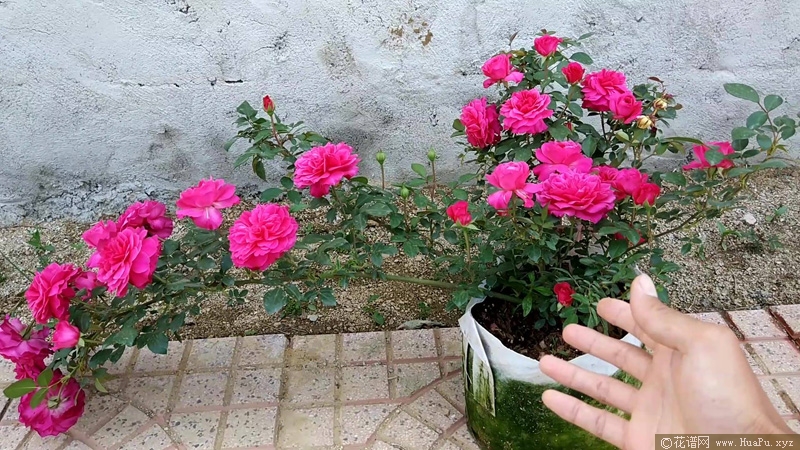 艾弗的玫瑰月季的优缺点