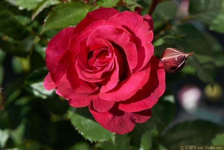 艾芙琳月季的优缺点