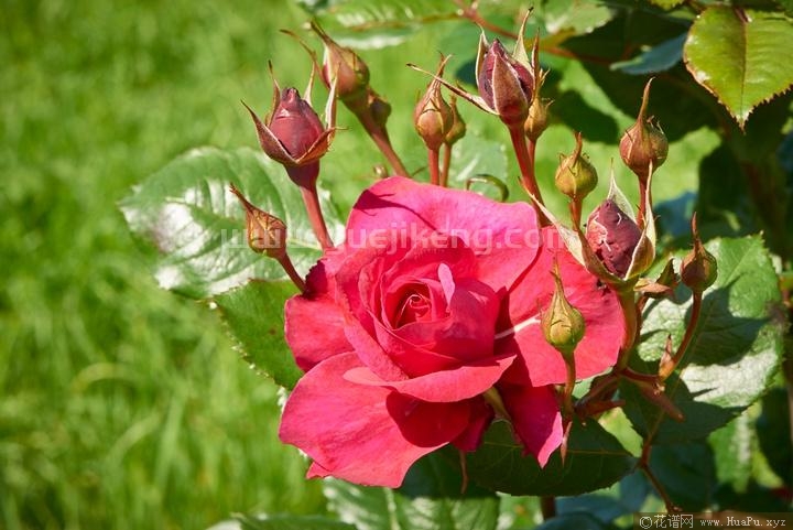 艾芙琳月季的优缺点