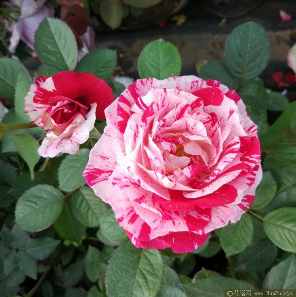 节日礼花月季的优缺点