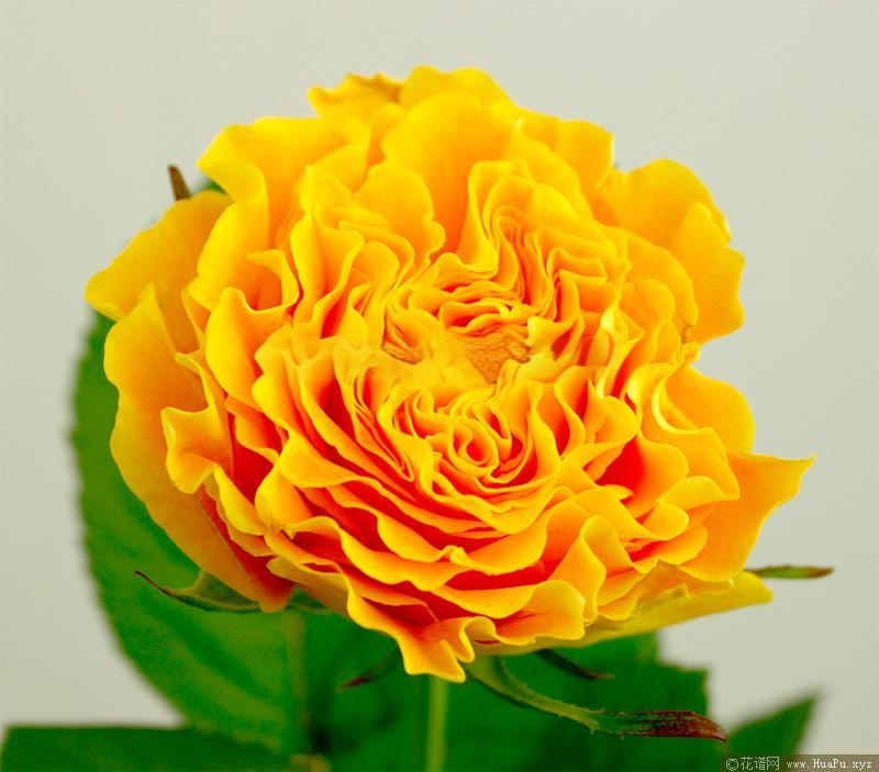 芒果叶月季的优缺点
