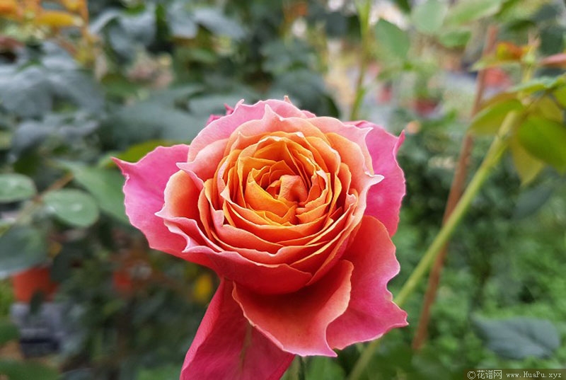 芒果浪漫 月季的优缺点