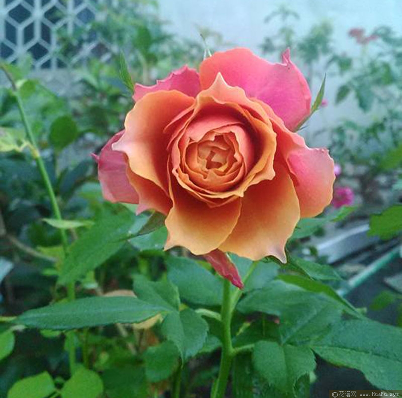 芒果浪漫 月季的优缺点