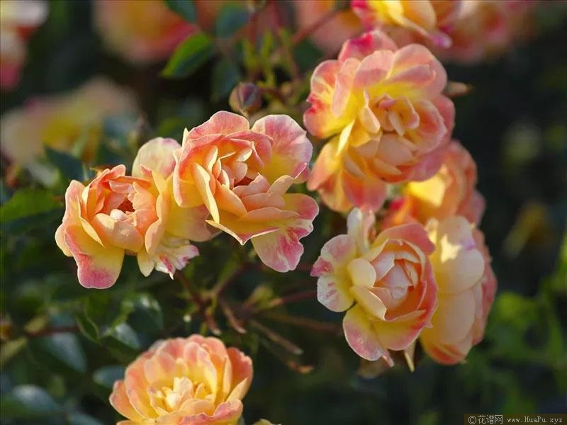 芒果蜜蜂乐园月季的优缺点