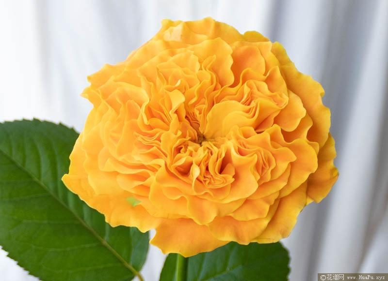 芒果酒吧/芒果丽娃月季的优缺点