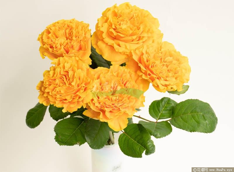 芒果酒吧/芒果丽娃月季的优缺点