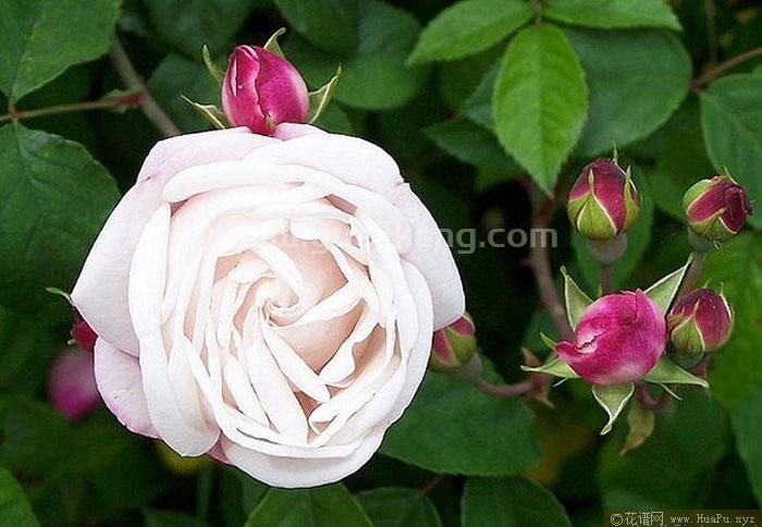 芨芨草/艾尔郡美辉/艾尔郡女王月季的优缺点