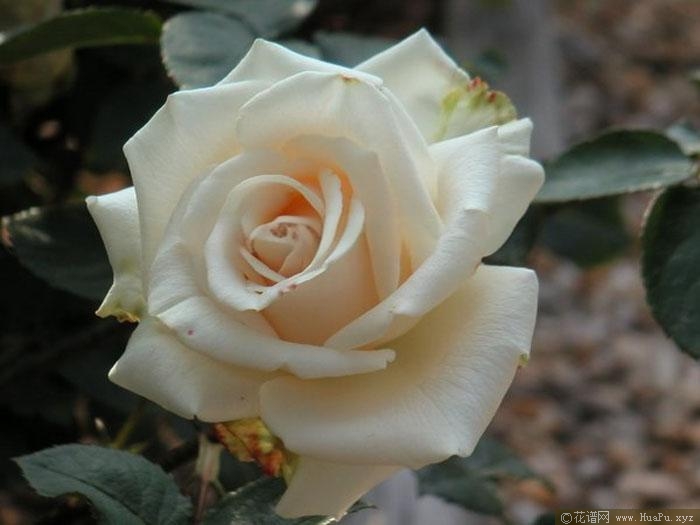 芬德拉月季的优缺点