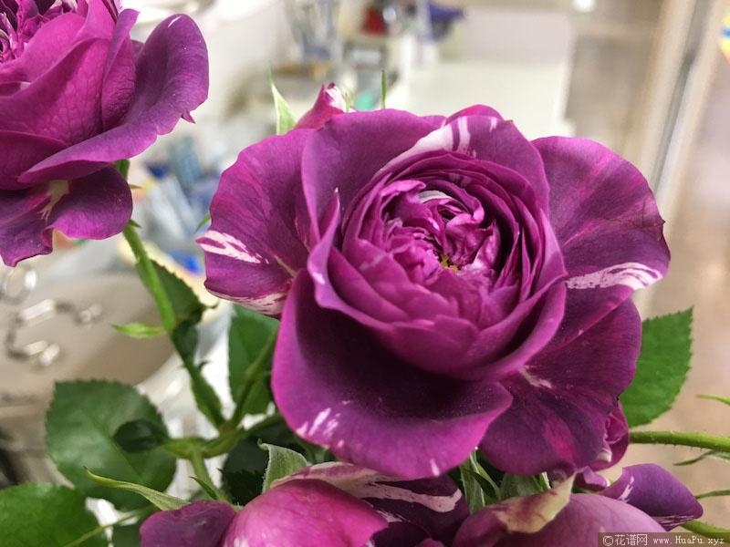 芬芳宝石月季的优缺点