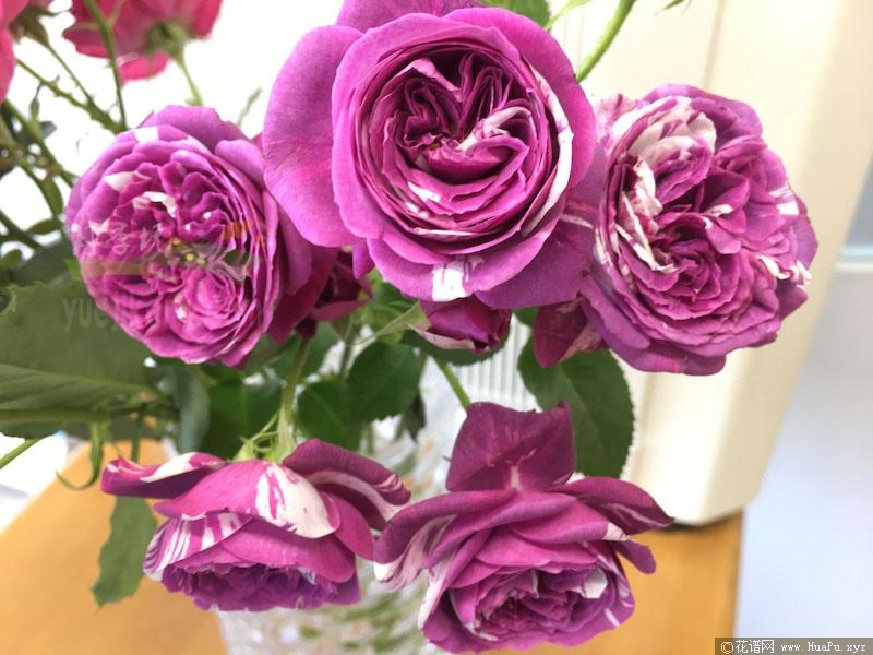 芬芳宝石月季的优缺点