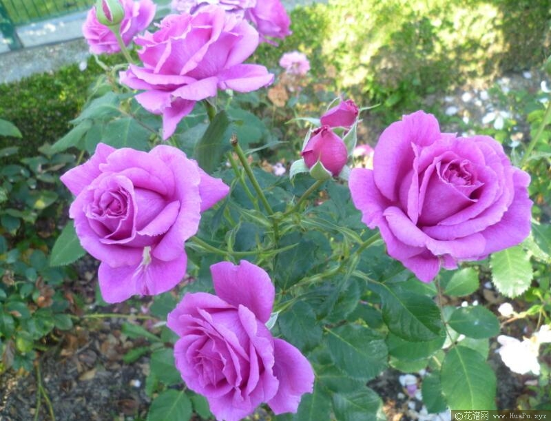 芬芳空气/香漫空间月季的优缺点