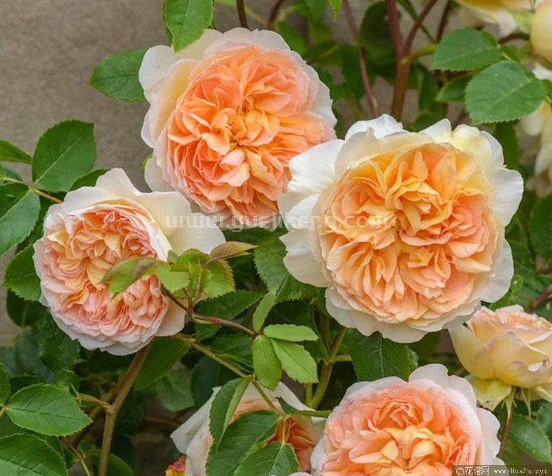 芭思希芭月季的优缺点