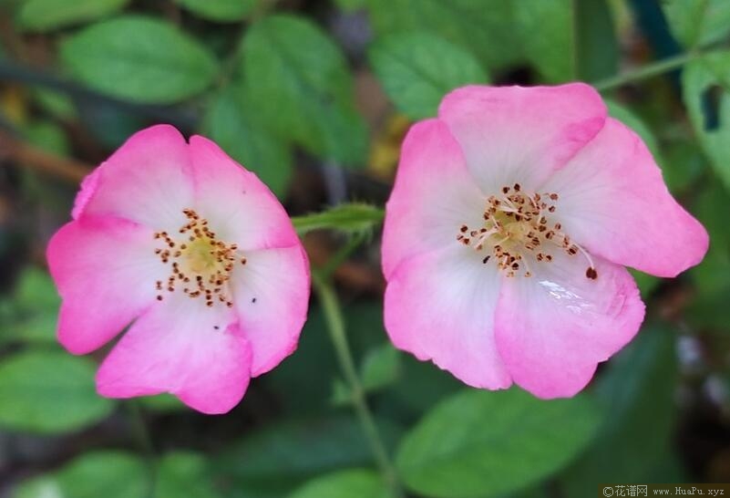 芭蕾舞女月季的优缺点