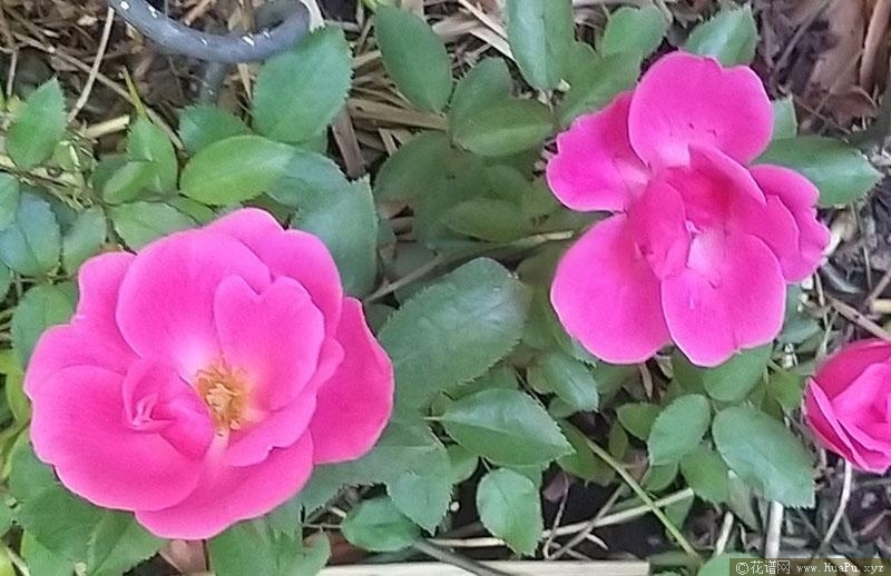 花园之友/花园朋友月季的优缺点