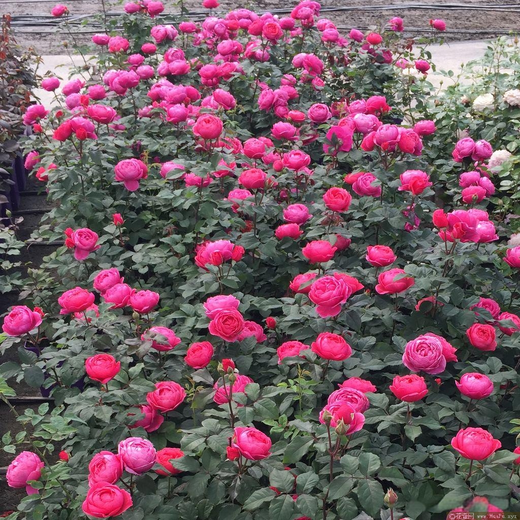 花园公主玛丽何塞月季的优缺点