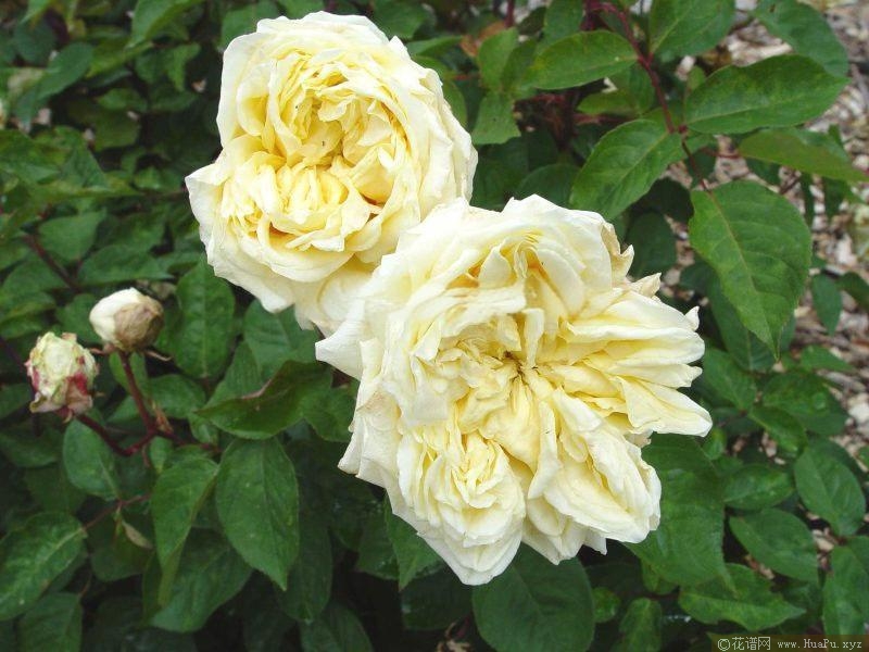 花园珍珠月季的优缺点