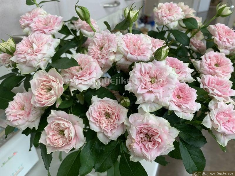 花嫁马卡通月季的优缺点