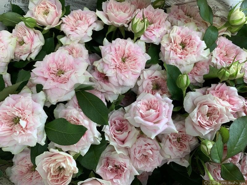 花嫁马卡通月季的优缺点