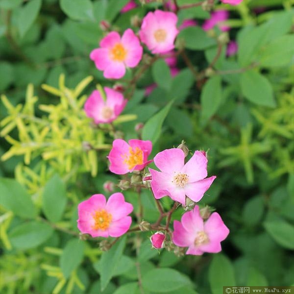 花小纹月季的优缺点