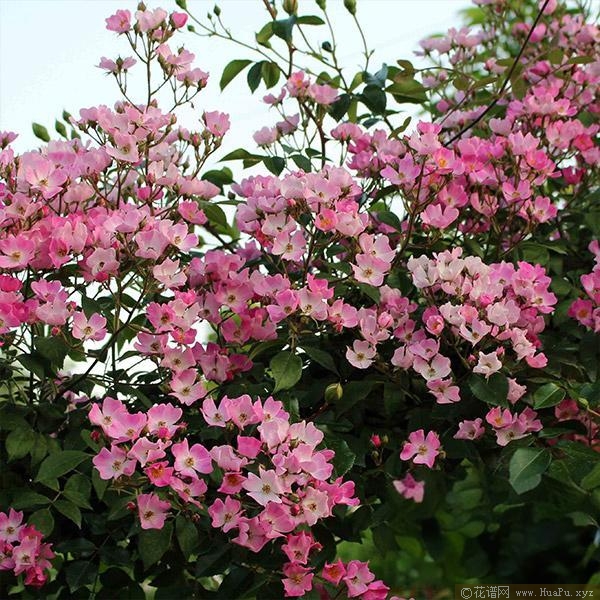 花小纹月季的优缺点