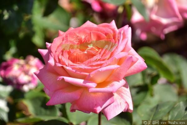 花山富贵/花山吹月季的优缺点