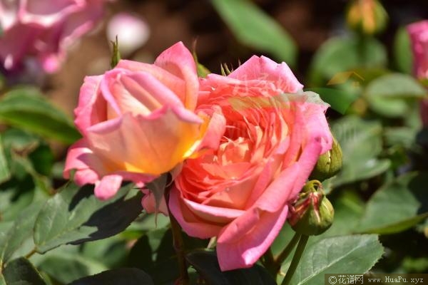 花山富贵/花山吹月季的优缺点