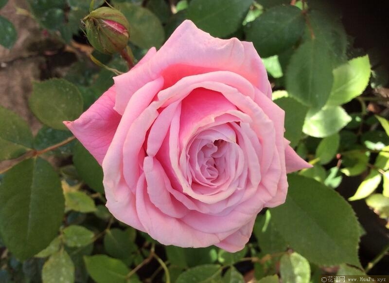花开时节月季的优缺点