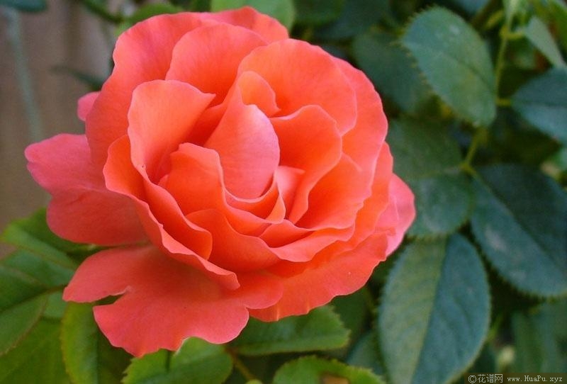 花房月季的优缺点