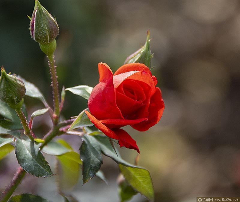 花房月季的优缺点