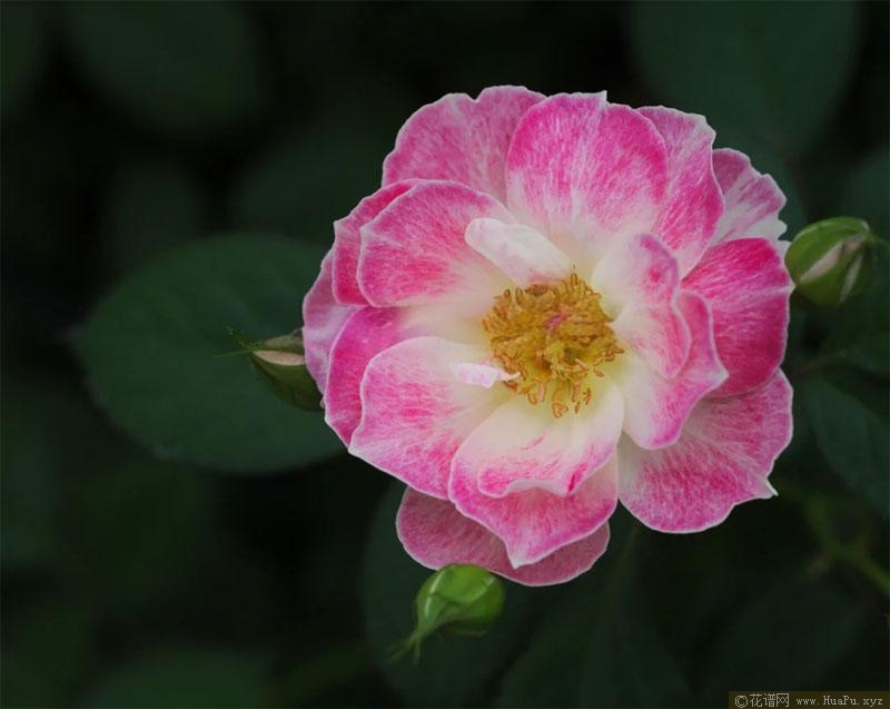 花梨月季的优缺点