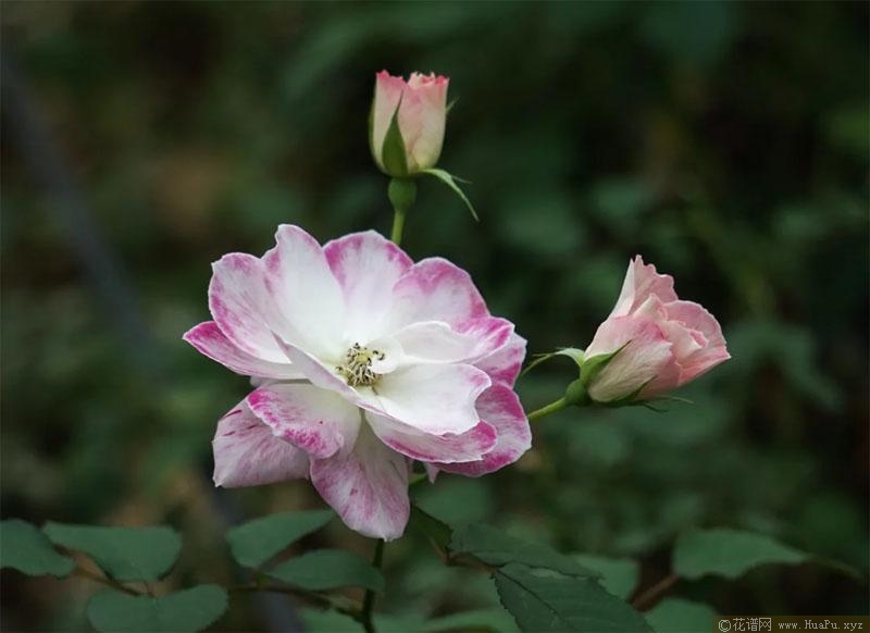 花梨月季的优缺点