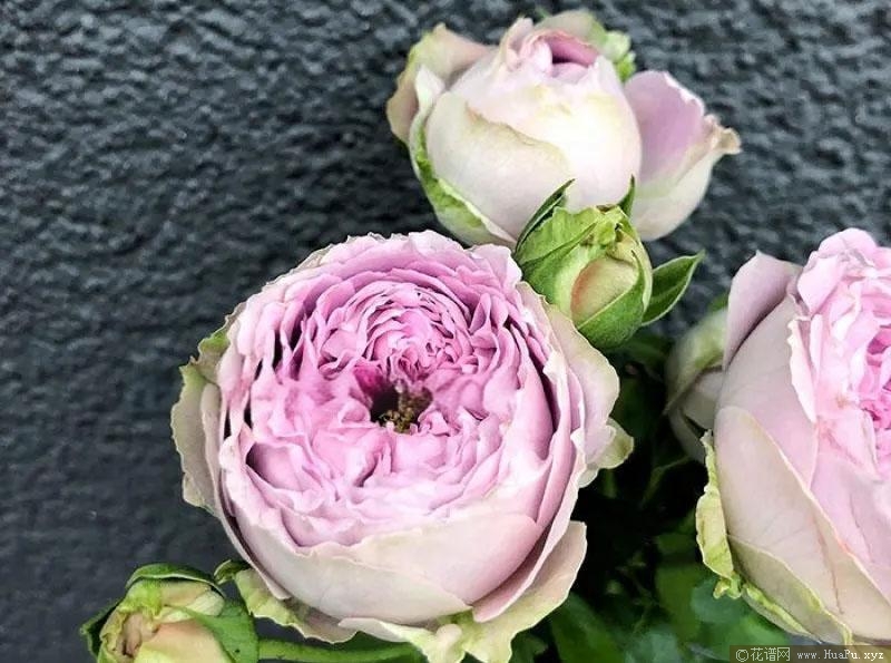 花簇泡泡/花环泡泡/花簇雾泡月季的优缺点