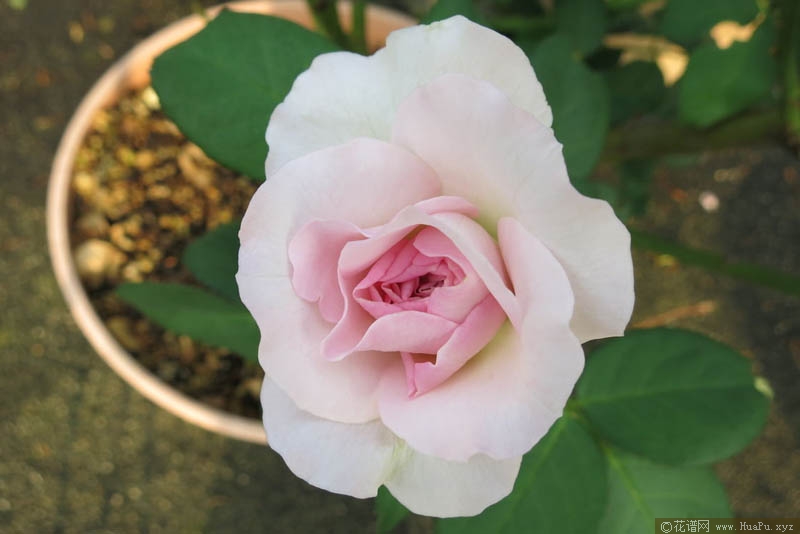 花罩灯月季的优缺点