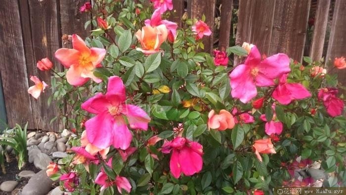 花蝴蝶/变色月季月季的优缺点