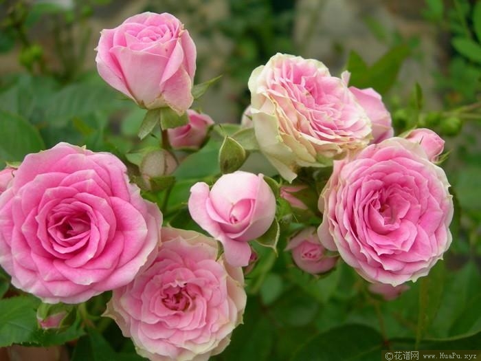 花车月季的优缺点