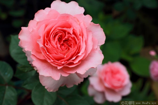 花香蜜语月季的优缺点