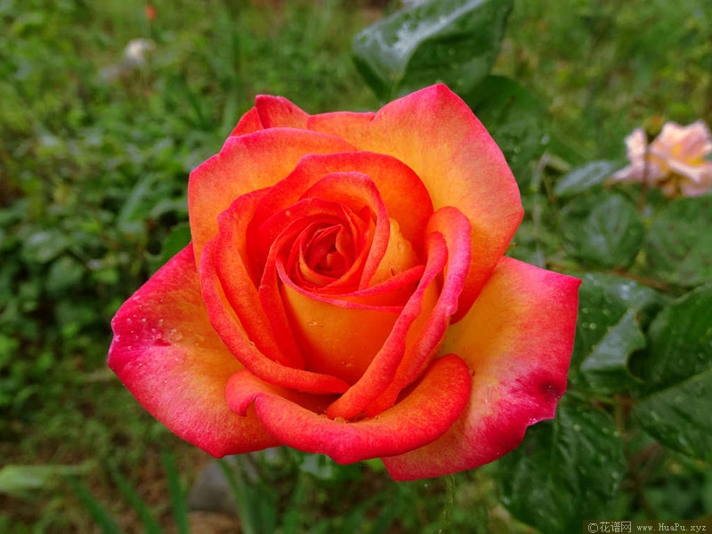 花魂/骑士精神月季的优缺点